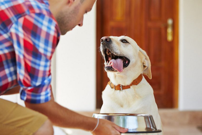 Top Criteria to Consider When Choosing Dry Food for Your Dog